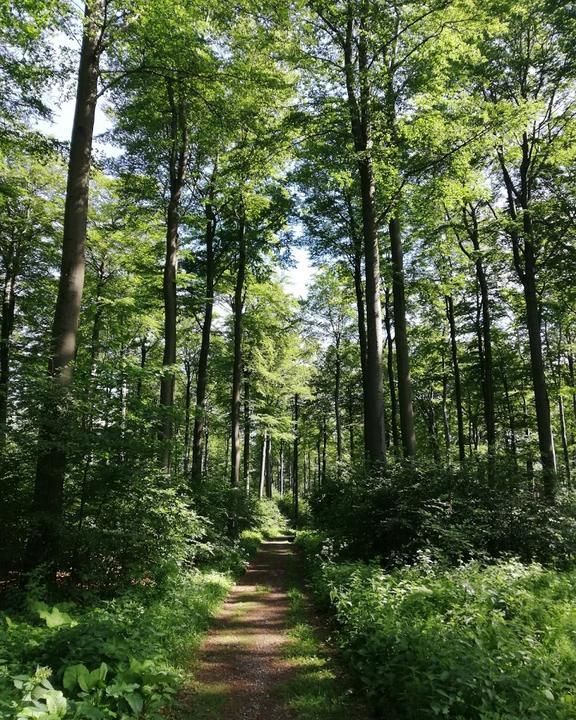 Waldgaststätte Hohes Gras