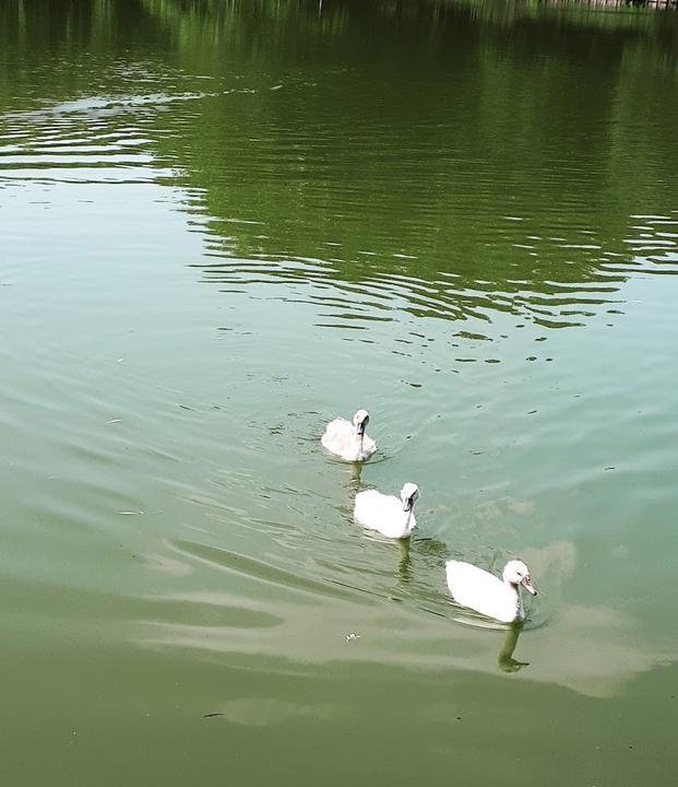 Bootshaus Stella am Lietzensee